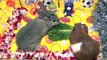 Funny Baby Bunny Rabbit and Cute Guinea Pig - Good Pets Eating Lettuce