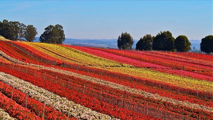 MÚSICA ESTIMULACIÓN COGNITIVA, SUPERINTELIGENCIA,MÚSICA RÍTMICA Y SENSORIAL,PARA ESTUDIAR