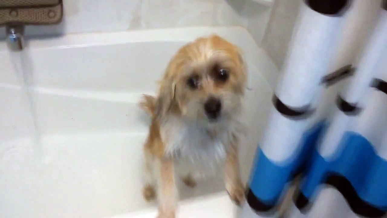 Bailey Takes a Bath (Bea-Tzu Breed)