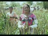 Women's Day 2011: ICRISAT highlights the key role of women in agricultural development