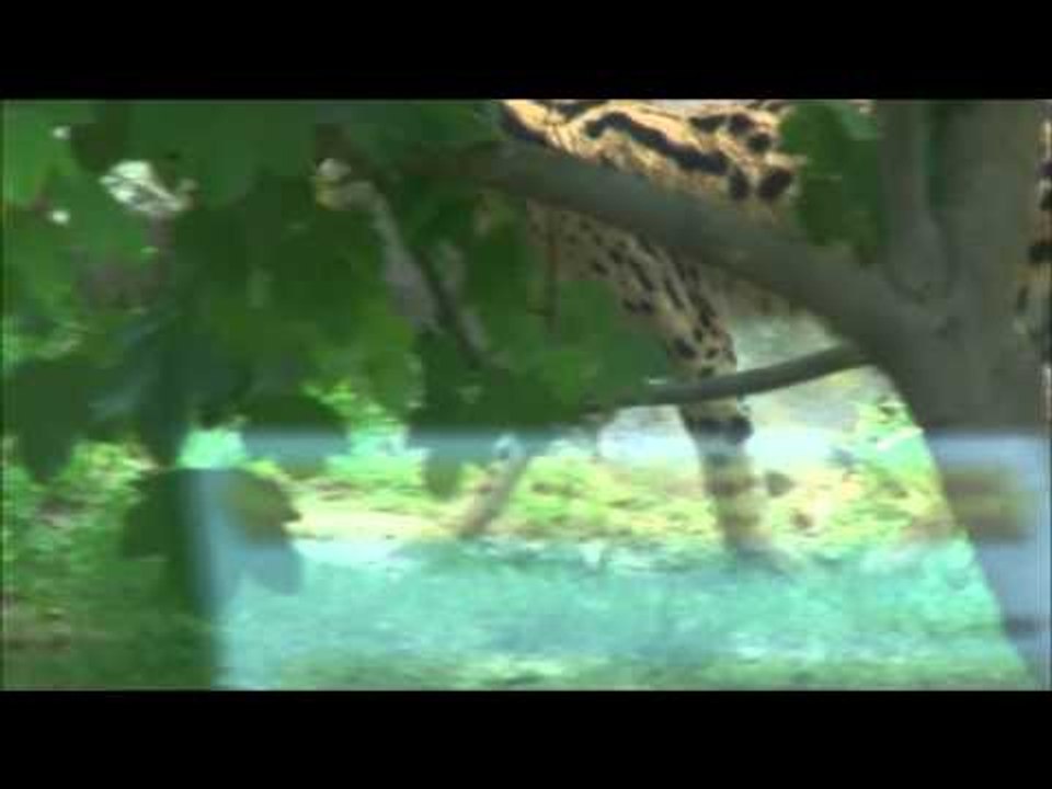Serval