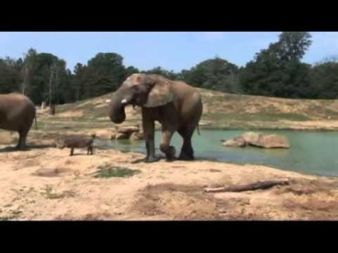 Parc zoologique de Thoiry