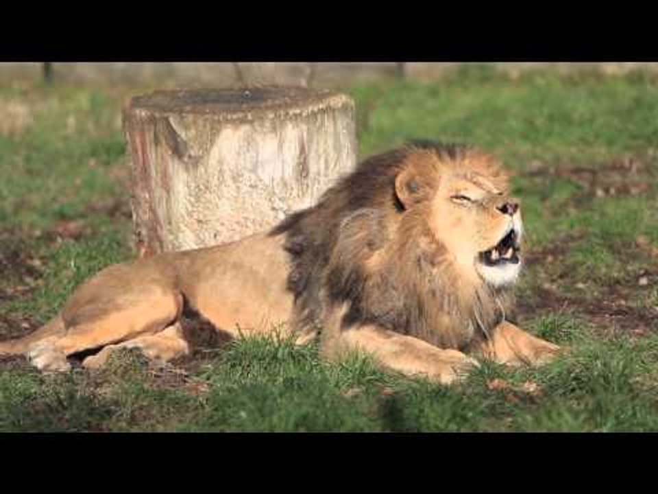 Baringo, le nouveau roi lion