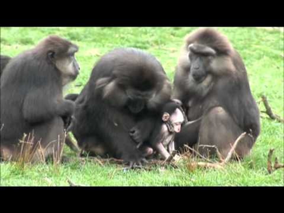 macaque