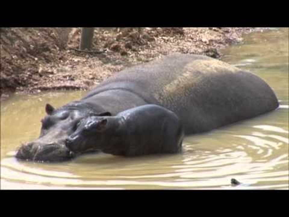 Hippopotame