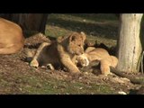 Zoo de Thoiry - Chobé, jeune femelle de 3 ans a mis bas sa première portée, 2 mâles.