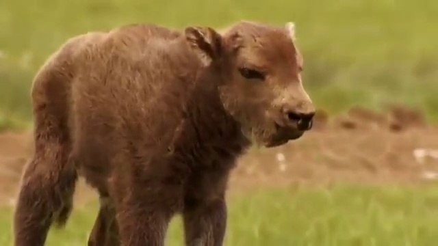 Les bisons vus par Yann Arthus-Bertrand
