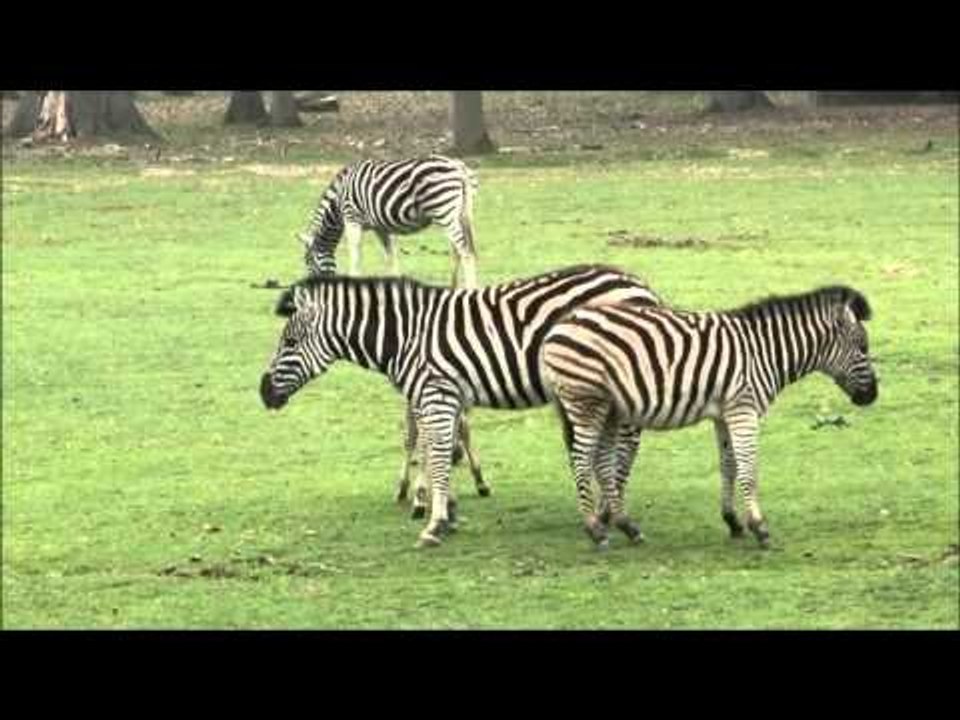 Zèbre