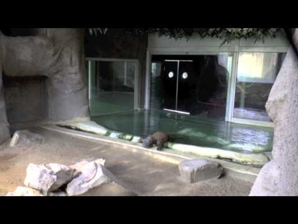 L'arrivée de notre dragon de Komodo