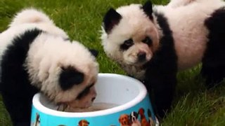 10 Perros que parecen Pandas