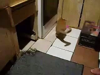 Cat and Rat Fighting Funny