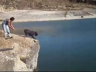 Bouvier des Flandres - "Nobel`s Dive"