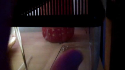 Triops Day 20 - Laying eggs