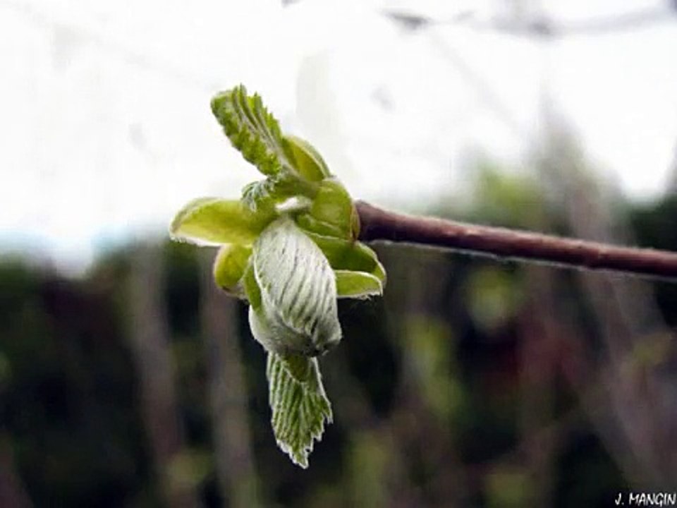 Evolution of a hazel's BURGEON.