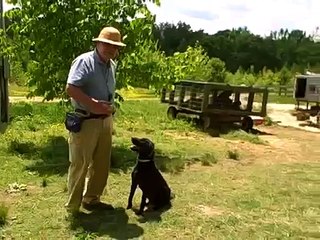 Paying fetch from ground with tennis ball toss - Buccleuch Temperance.AVI