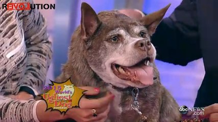 World's Ugliest Dog Turns Heads