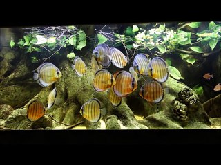 Wild Discus Jutai Green  - Symphysodon tarzoo