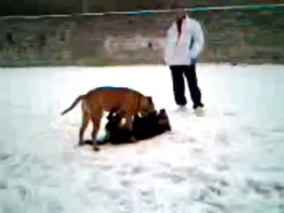Rottweiler vs Bullmastiff