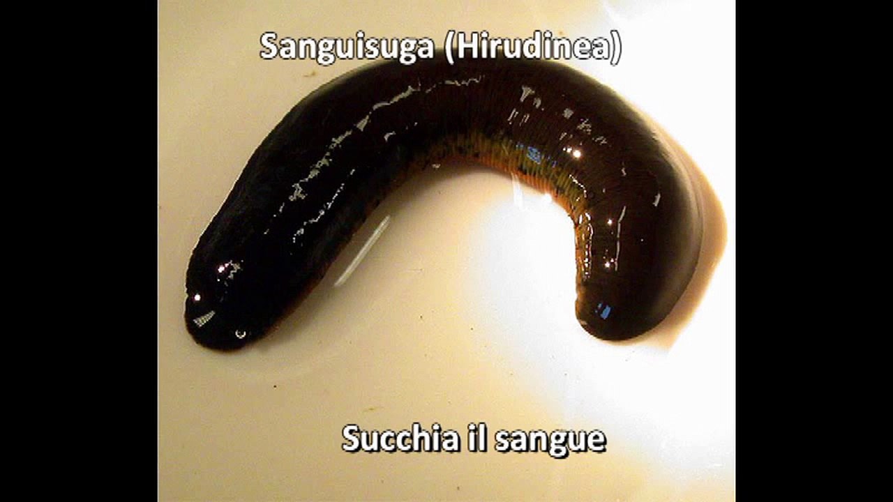 Nicole Minetti - Parodia Spot Agenzia delle Entrate - Parassiti? | Banda dell'Oasi