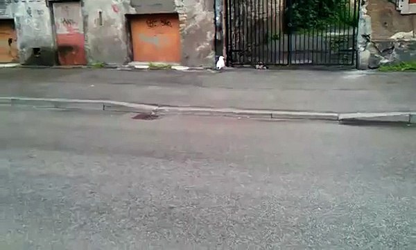 Шокирующее видео!!! Нападение чайки на кошку в Риге!!!