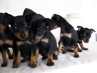 chiot pinscher toy