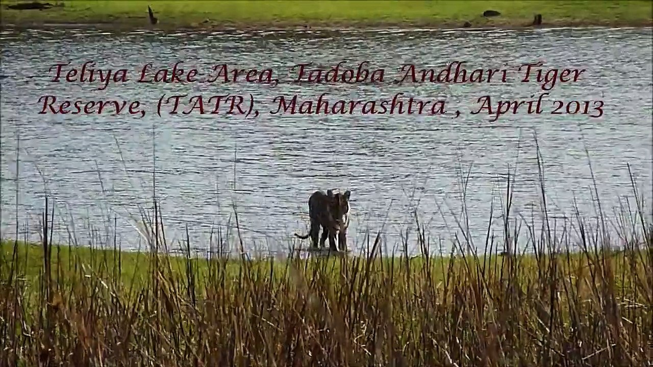 Tiger Stretch - Tadoba