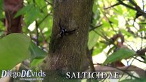 (Salticidae: Phiale) Aranha papa mosca - Aranha saltadora - Jumping Spider species