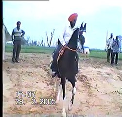 A SPECIAL HORSE GATE OF MARWARI HORSE
