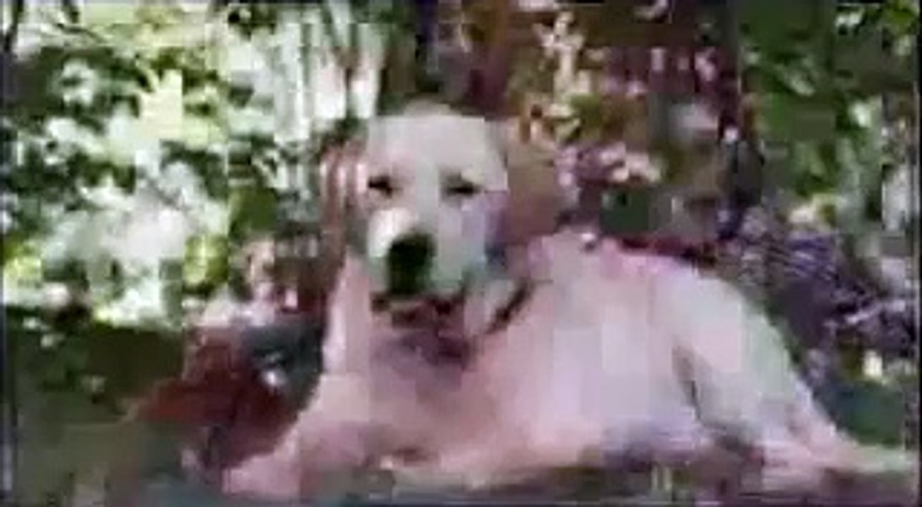 A criança e o cachorro...