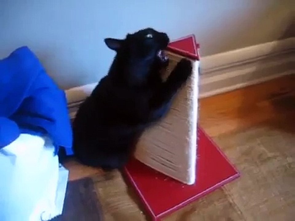 Cat Scratch Fever