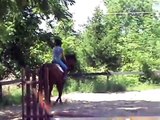 Eros - Equitation/Hunter Horse for sale