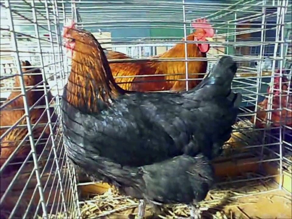 Marans schwarz-kupfer, Marans noir cuivré,  Exposition Avicole Reiningue