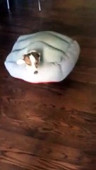 Un chien tortue