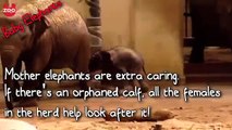 Baby Elephants vs. Baby Hippos