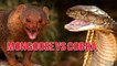 MONGOOSE VS COBRA (Real Fight)- Animal vs Animal [HD]