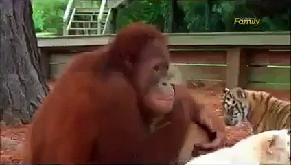 Funny Crazy Animal   Apes Breastfed Tigers