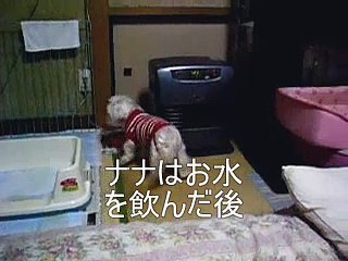 あとずさりするワンコ、絶対おもしろいよ I definitely interesting