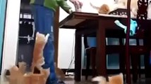 Funny Cats Compilation - Funny Cat Videos Ever- Funny Videos - Funny Animals - Funny Animal Videos