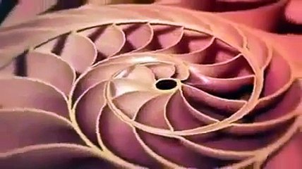 1.618 Phi, The Golden Ratio, The Very Proof of Intelligent Design by our Creator! Part 1