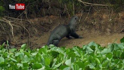 Выдры танцуют \ otters dancing