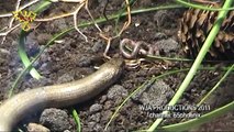 Slow worm attacks and eat worm