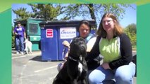 SPCA of Northern Virginia-Connecting Animals with Loving Families