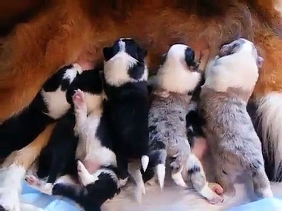 Border Sheltie pups at 2 weeks nursing
