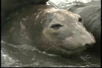 Planêta Terra - Guadalupe, A Ilha dos Tubarões