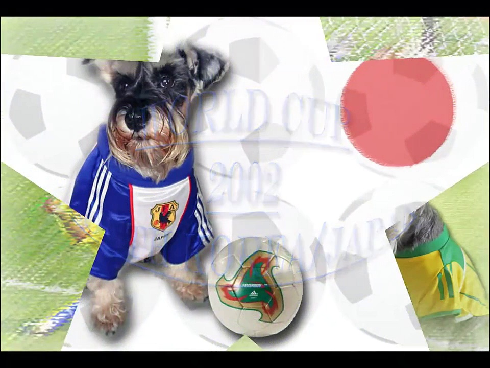 World Cup Canine Soccer Fan