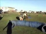 Havok - Belgian Malinois - Mondio Ring Training