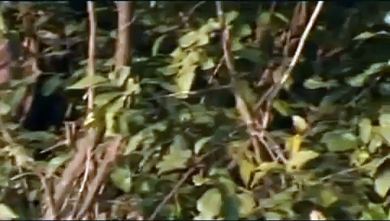 Wildboyz- Macaque