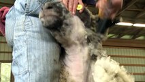 Sheep Shearing Penn State Extension