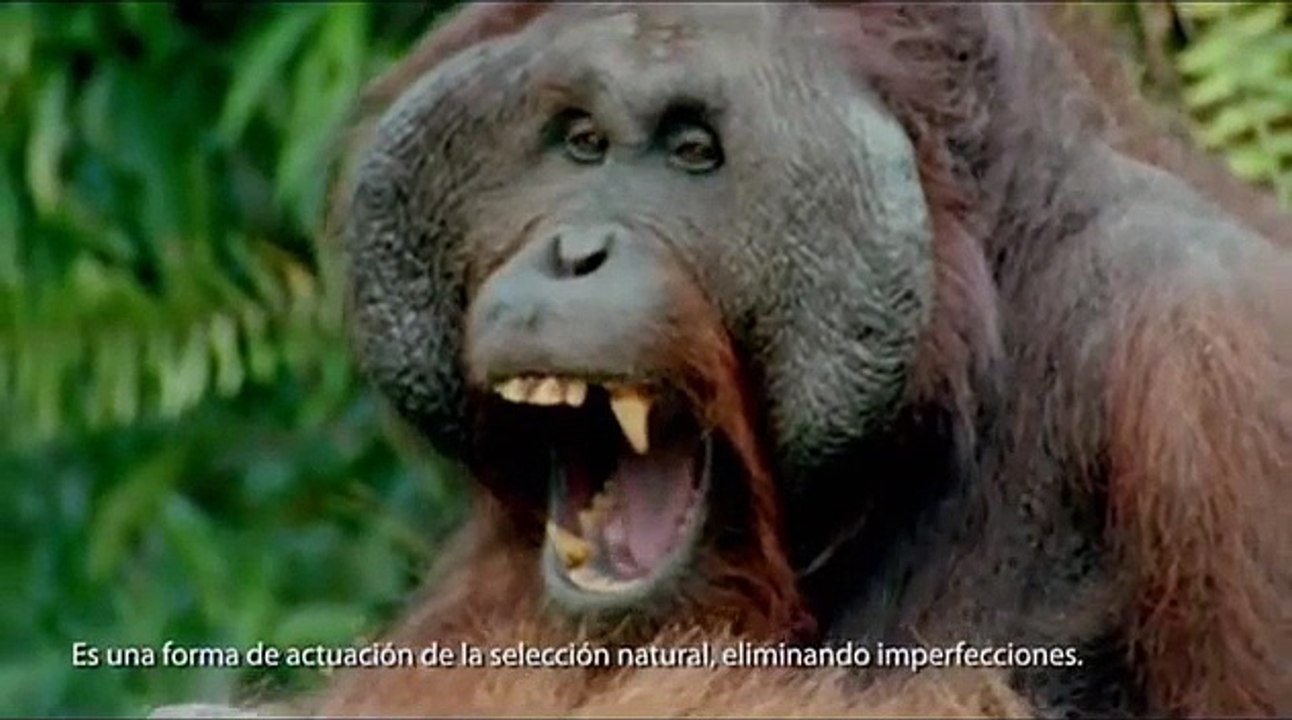 Cerebro emocional: equipados para la supervivencia y felicidad. Vídeo de la Universidad de Navarra