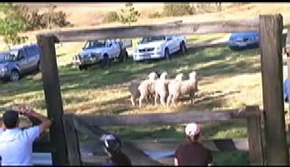 Eric working sheep dog Ivy on sheep